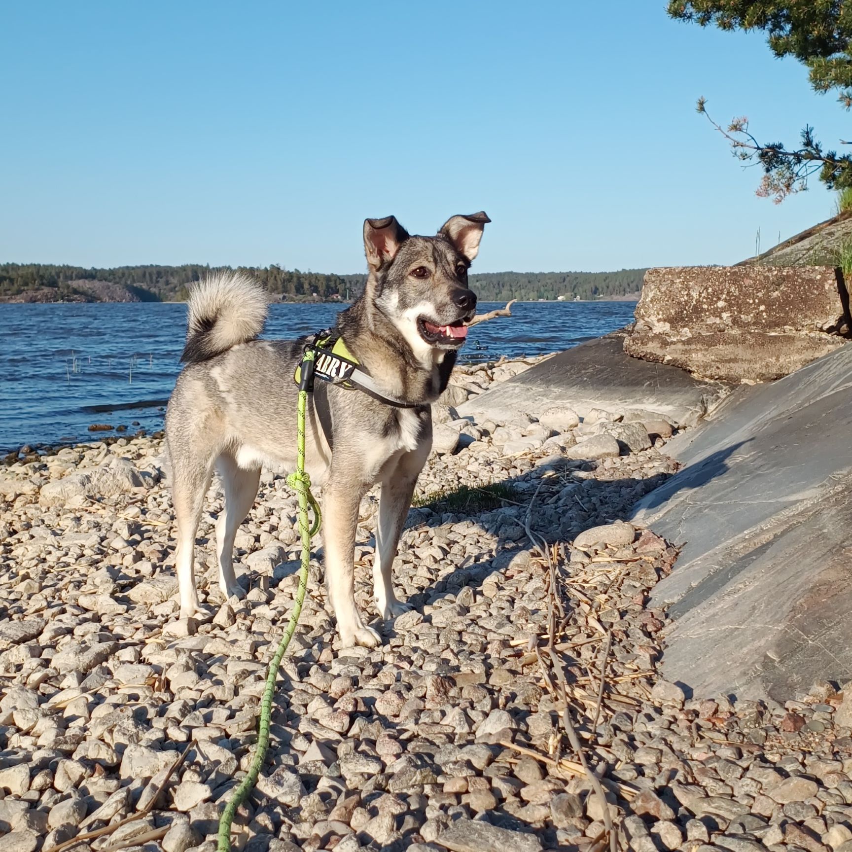 Bild på hunden Harry