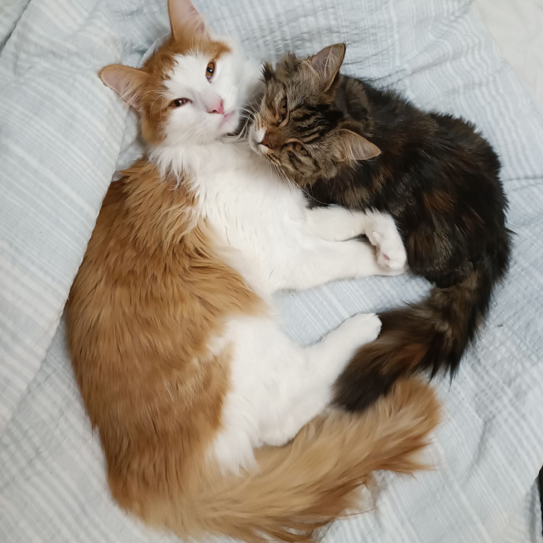Bild på katterna Simba och Doris
